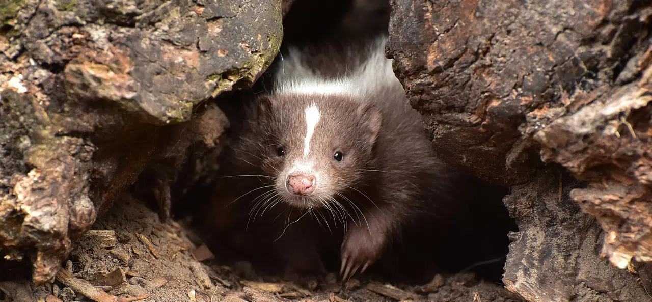 How to get skunks out of window wells skunks looking out of rock crevice