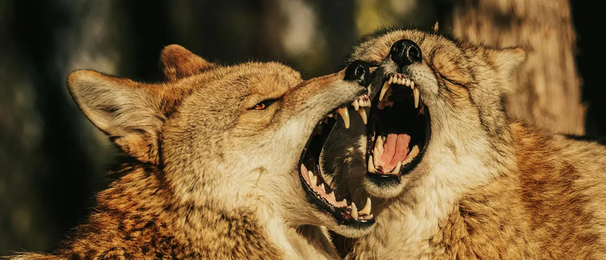 2 coyotes fighting
