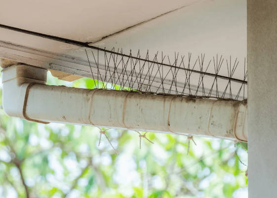 spikes on home to prevent birds