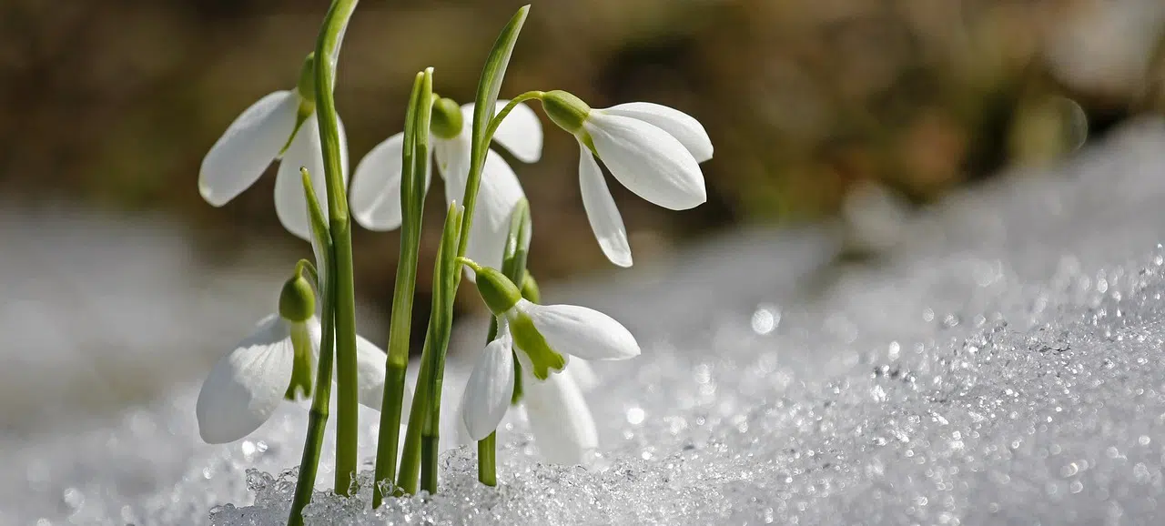 snow drops