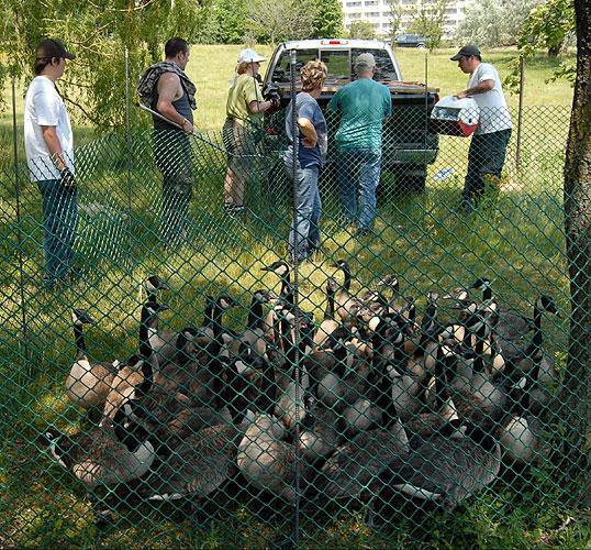 Hawkeye staff rounding up geese