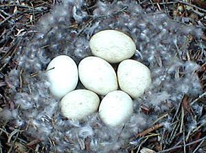 Goose Nest Removal