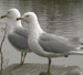 Seagull/Gull Control