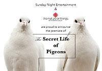 secret-life-of-pigeons