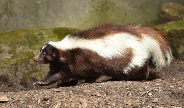 striped skunks