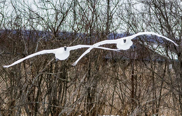 Avian Hazard Advisory System