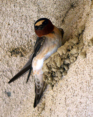 tn new cliff swallow