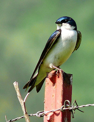 tn new tree swallow