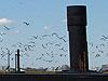 Seagull Control Services