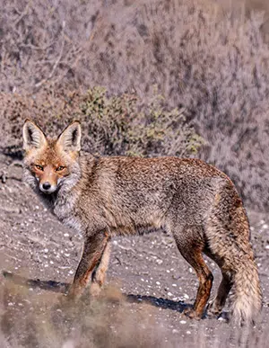 Coyote looking towards camera