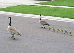 ROOFTOP GEESE AND GOSLINGS