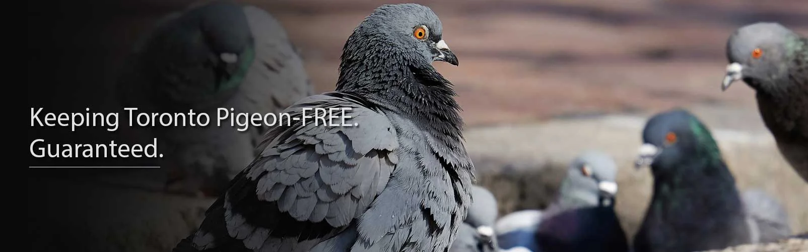 Toronto Pigeon Control and Pigeon Removal GUARANTEED 4164295393