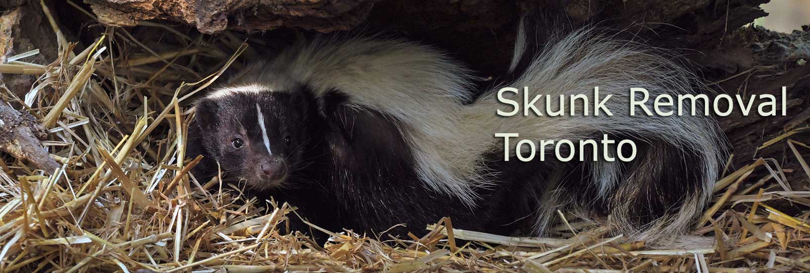 skunk control removal toronto