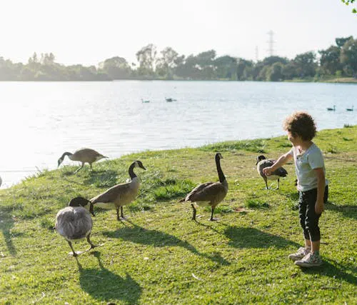 child feeding canada geese