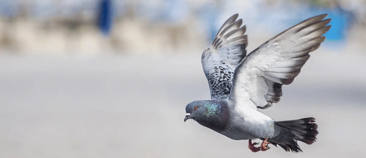 Pigeon flying against blurred background