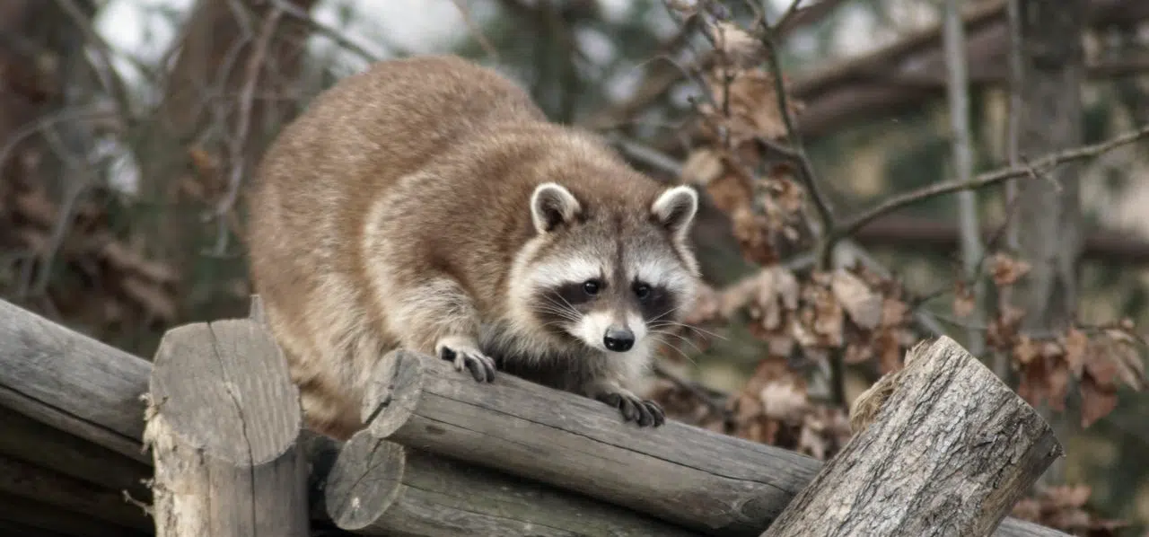 raccoon