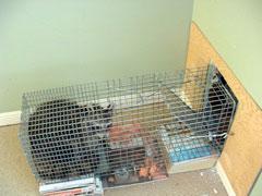 raccoon trap