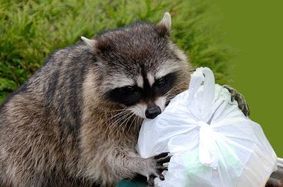 RACCOON TRAPPING IN MISSISSAUGA: HAWKEYE’S WILDLIFE TRAPPING AND REMOVAL